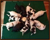 chow time 1