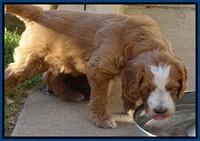 Dulcie Tug pups 6 wks old 31