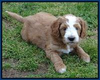 Dulcie Tug pups 6 wks old 41