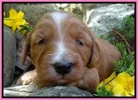 Dulcie Tug pups 3 wks old 5100