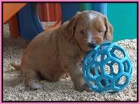 Dulcie Tug pups 5 wks old 41