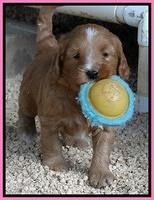 Dulcie Tug pups 5 wks old 51