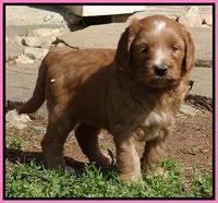 Dulcie Tug pups 5 wks old 7 200