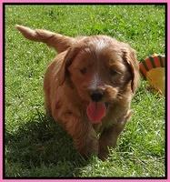 Dulcie Tug pups 5 wks old 8 200