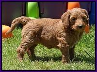 Dulcie Tug pups 6 wks old 101