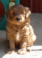 Dulcie Tug pups 6 wks old 131