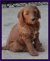 Dulcie Tug pups 6 wks old 141