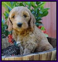 Dulcie Tug pups 7 wks old 101