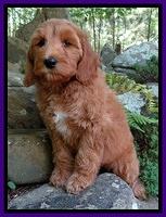 Dulcie Tug pups 8 wks old 52
