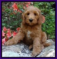 Dulcie Tug pups 8 wks old 62