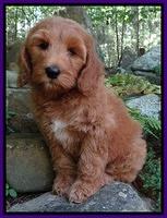 Dulcie Tug pups 8 wks old 72