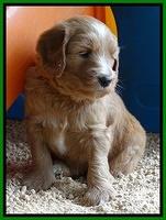 Dulcie Tug pups 5 wks old 101