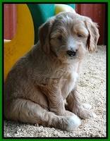 Dulcie Tug pups 5 wks old 111