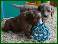 Dulcie Tug pups 5 wks old 121