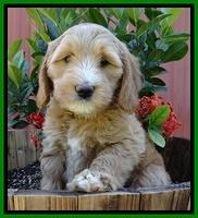 Dulcie Tug pups 7 wks old 121