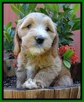 Dulcie Tug pups 7 wks old 131