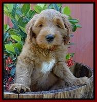 Dulcie Tug pups 7 wks old 151