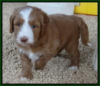 Dulcie Tug pups 5 wks old 191