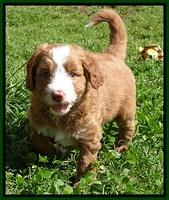 Dulcie Tug pups 5 wks old 27 200