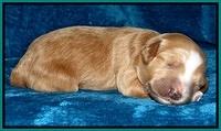 Dulcie Tug pups 1 week old 201