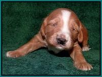 Dulcie Tug pups 2 wks old 191