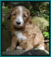 Dulcie Tug pups 4 wks old 221