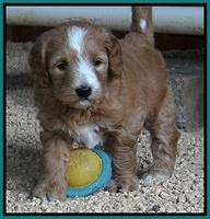 Dulcie Tug pups 5 wks old 241