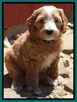 Dulcie Tug pups 6 wks old 361