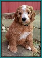 Dulcie Tug pups 7 wks old 281