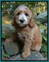 Dulcie Tug pups 8 wks old 11