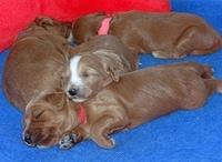 Dulcie Tug pups 2 wks old 11