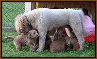 Dulcie Tug pups 5 wks old 38 200