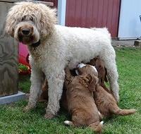 Dulcie Tug pups 6 wks old 401