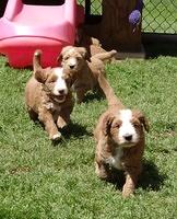 Dulcie Tug pups 6 wks old 411