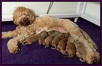 Dulcie tug pups 1 wk old group