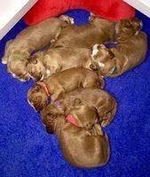 Dulcie tug pups 2 wks old group 1