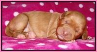 Cherie Blaze pups 1 wk old 11