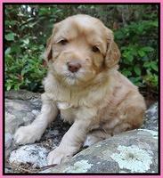 Cherie Blaze pups 4 wks old 41