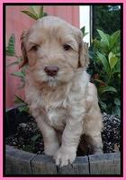 Cherie Blaze pups 5 wks old 11
