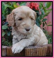Cherie Blaze pups 5 wks old 41