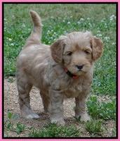 Cherie Blaze pups 6 weeks old 21