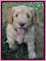 Cherie Blaze pups 7 weeks old 51