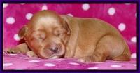 Cherie Blaze pups 1 wk old 41