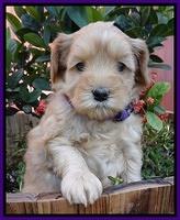 Cherie Blaze pups 5 wks old 101