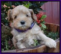 Cherie Blaze pups 5 wks old 81