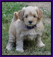 Cherie Blaze pups 6 weeks old 51