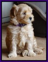 Cherie Blaze pups 7 weeks old 61
