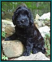 Cherie Blaze pups 8 wks old 41