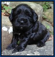 Cherie Blaze pups 3 wks old 131