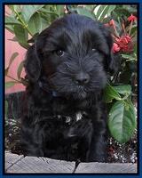 Cherie Blaze pups 5 wks old 201